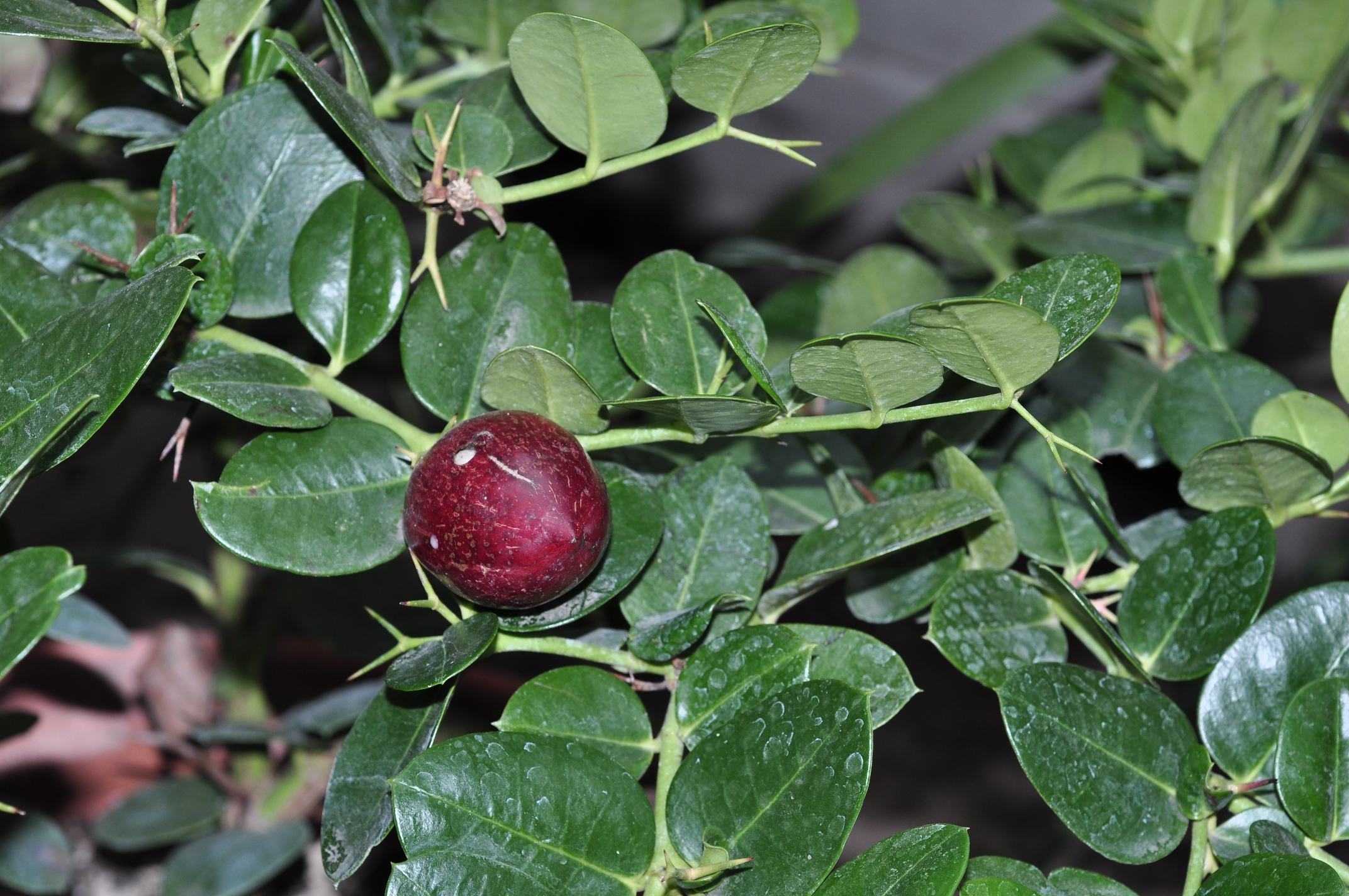 Apocynaceae Carissa macrocarpa