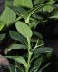 image of Carissa macrocarpa