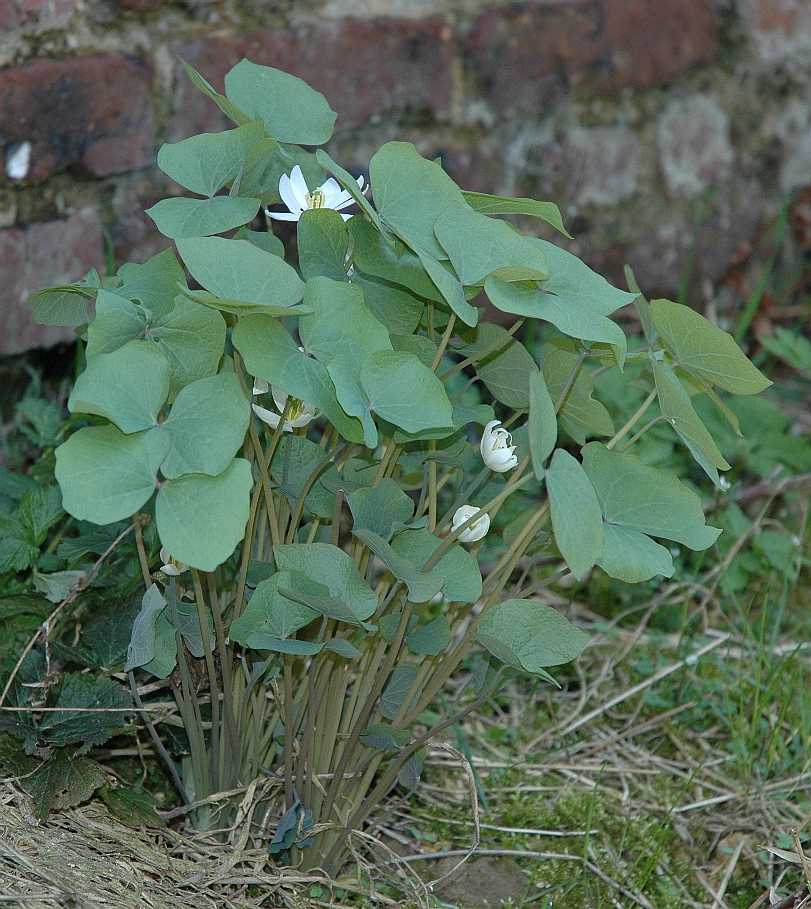 Berberidaceae Jeffersonia diphylla