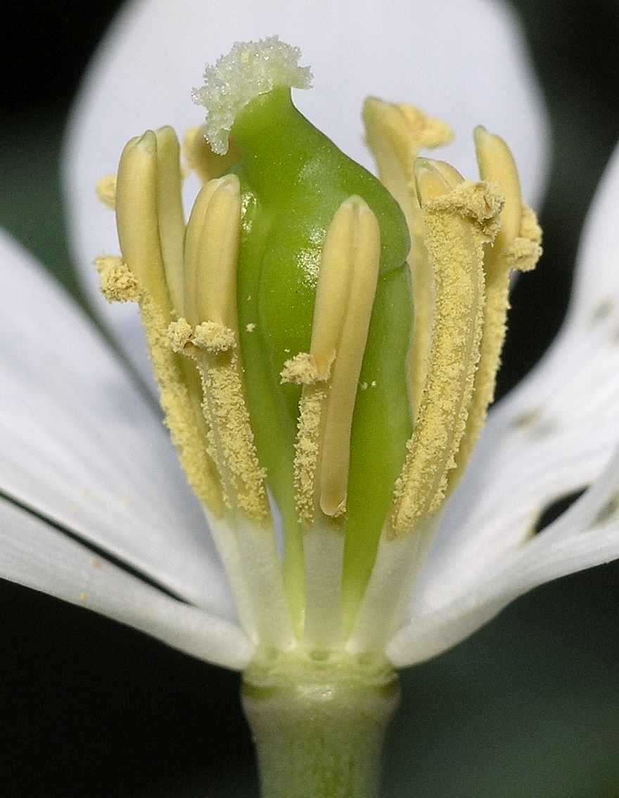 Berberidaceae Jeffersonia diphylla