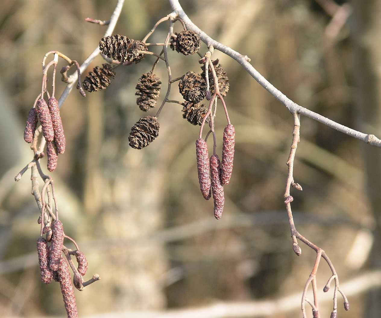 Betulaceae Alnus glutinosa