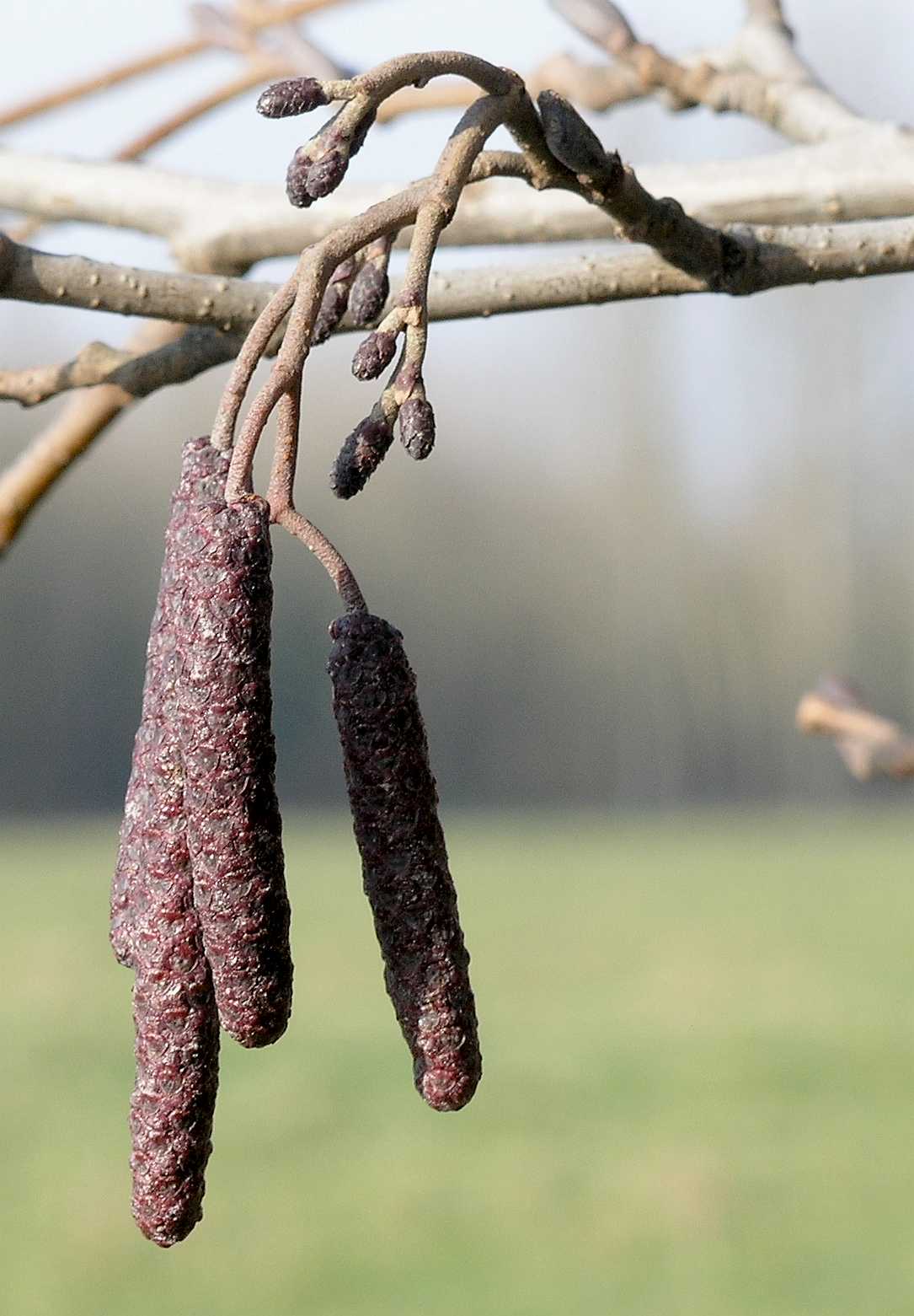 Betulaceae Alnus glutinosa