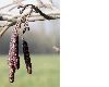 image of Alnus glutinosa