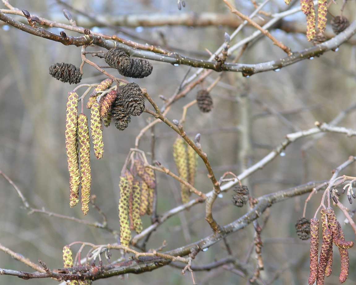 Betulaceae Alnus glutinosa
