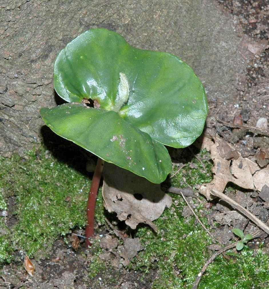 Fagaceae Fagus sylvatica