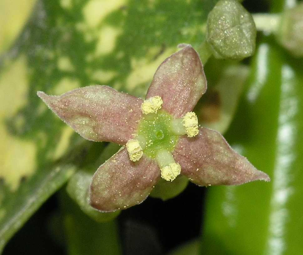 Aucubaceae Aucuba japonica