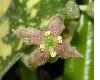image of Aucuba japonica