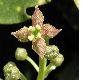 image of Aucuba japonica