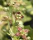 image of Aucuba japonica