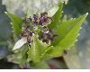 image of Aucuba japonica
