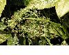 image of Aucuba japonica