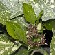 image of Aucuba japonica