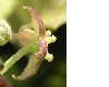 image of Aucuba japonica