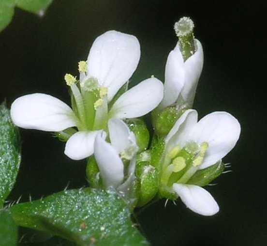 Brassicaceae Cardamine hirsuta
