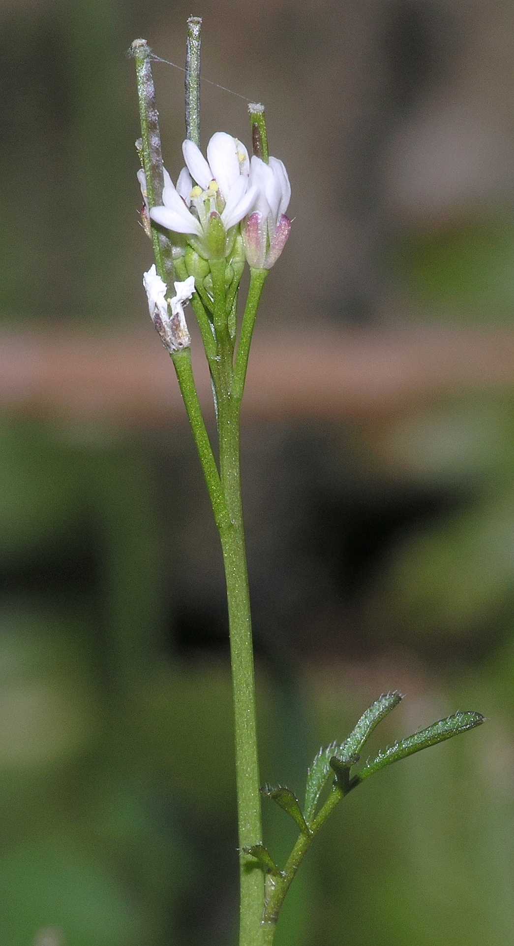 Brassicaceae Cardamine hirsuta