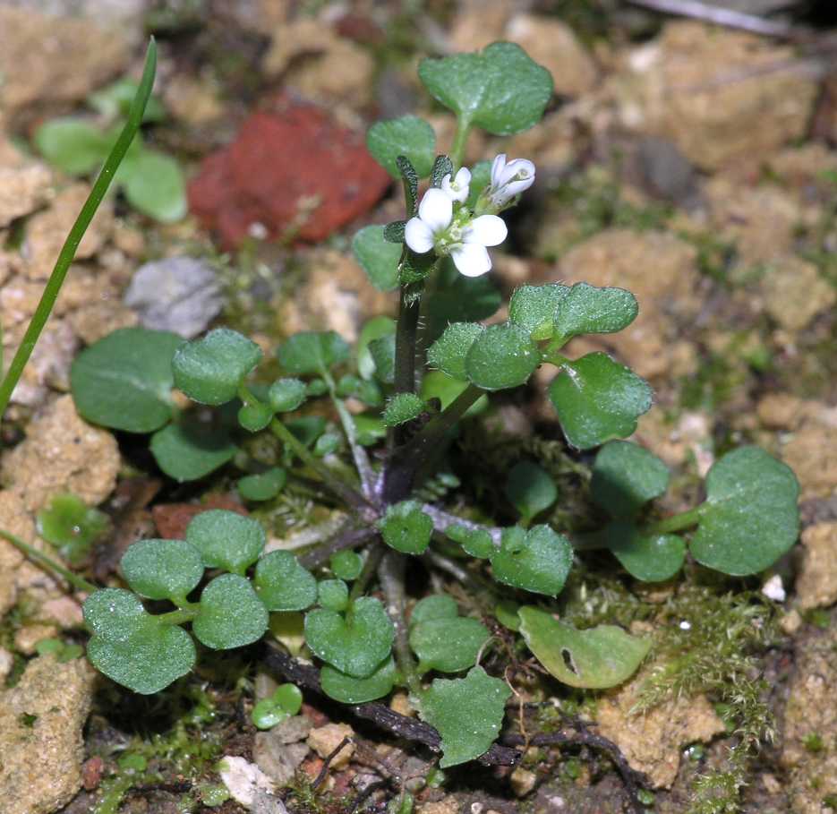 Brassicaceae Cardamine hirsuta