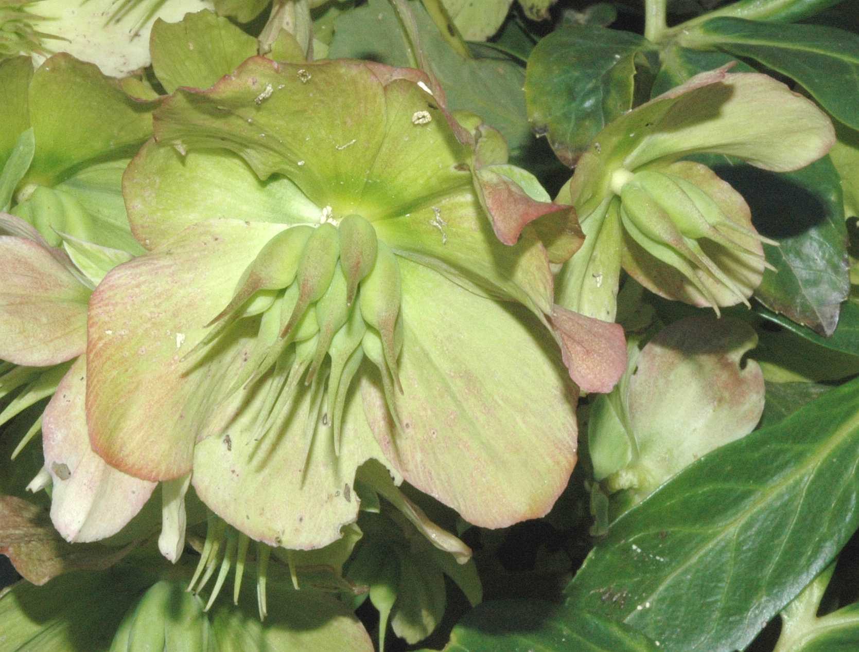 Ranunculaceae Helleborus niger