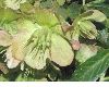 image of Helleborus niger