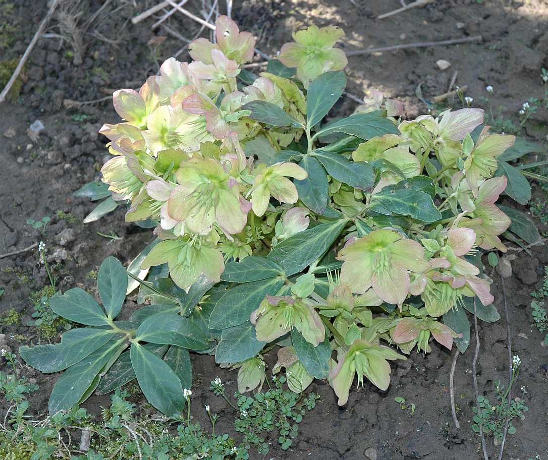 Ranunculaceae Helleborus niger