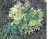 image of Helleborus niger