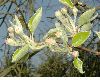 image of Pyrus communis
