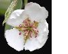 image of Pyrus communis