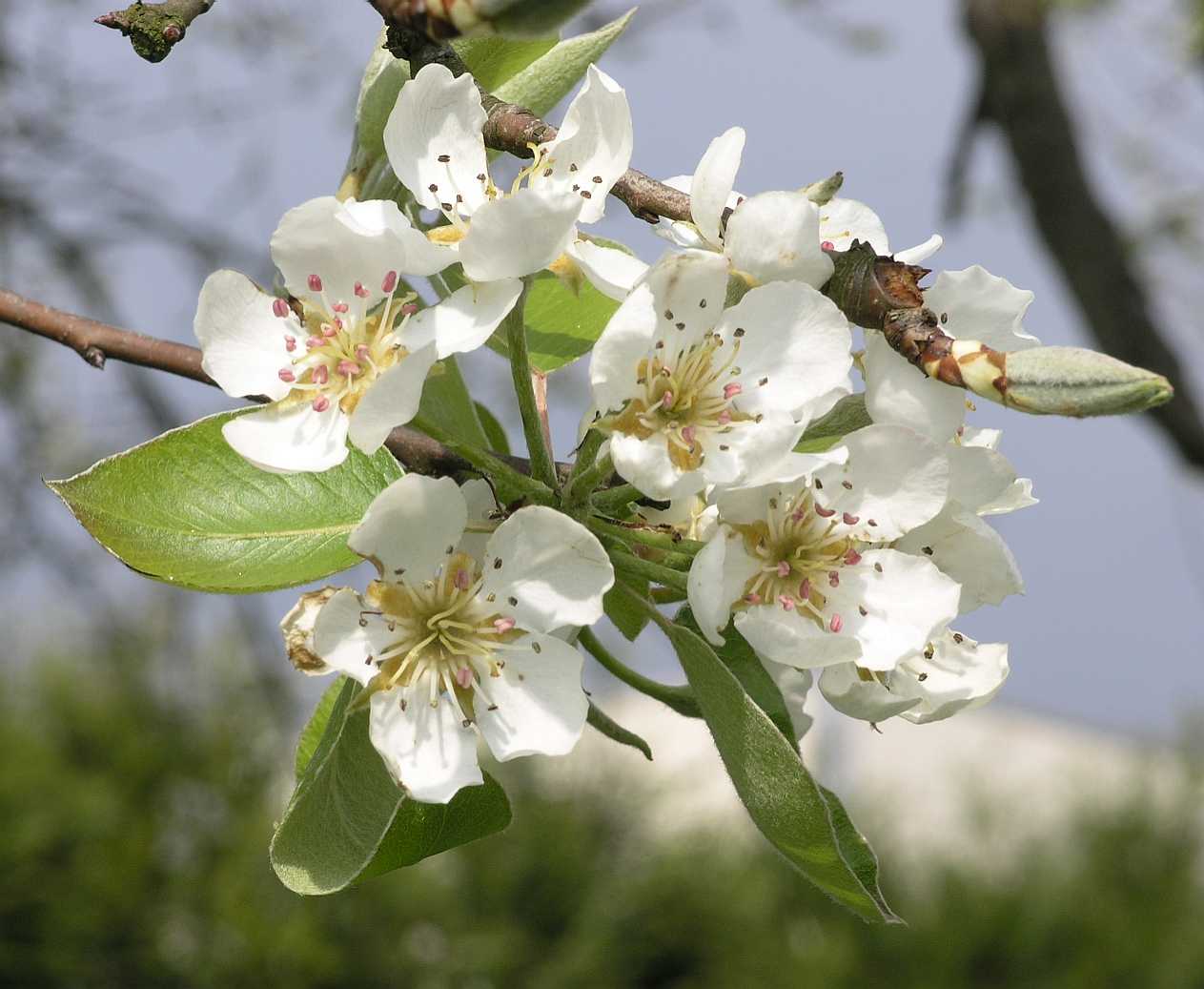 Rosaceae Pyrus communis