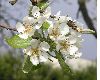 image of Pyrus communis