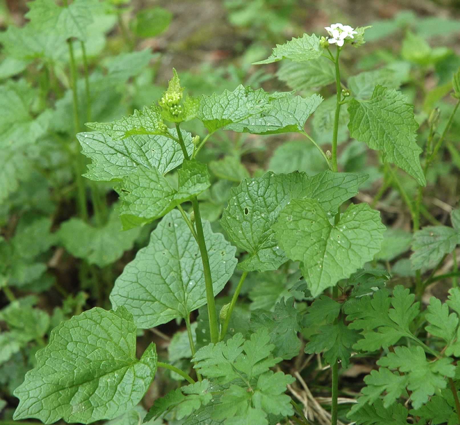 Brassicaceae Alliaria petiolata