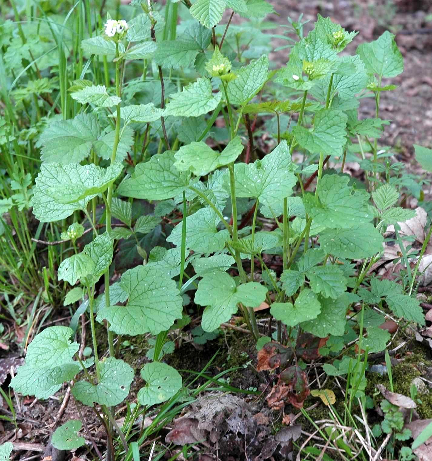 Brassicaceae Alliaria petiolata
