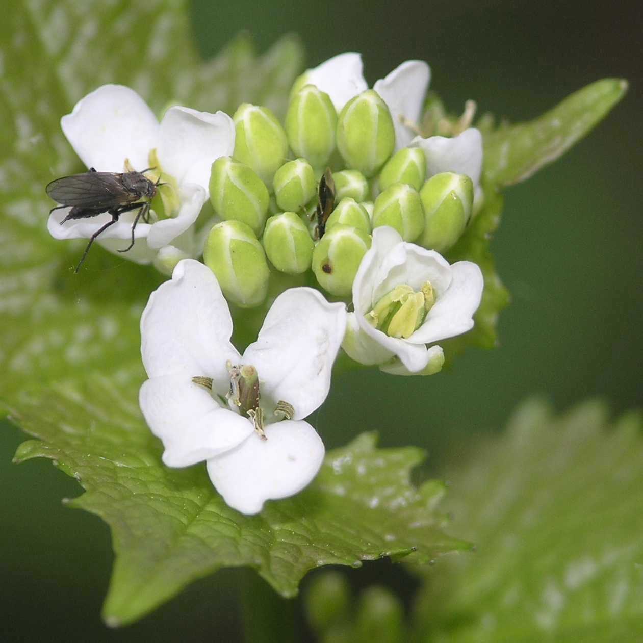 Brassicaceae Alliaria petiolata