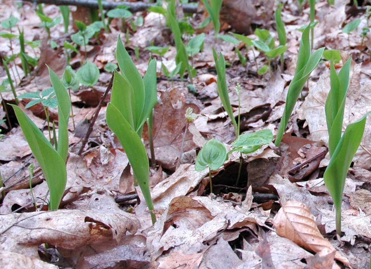 Asparagaceae Maianthemum bifolium