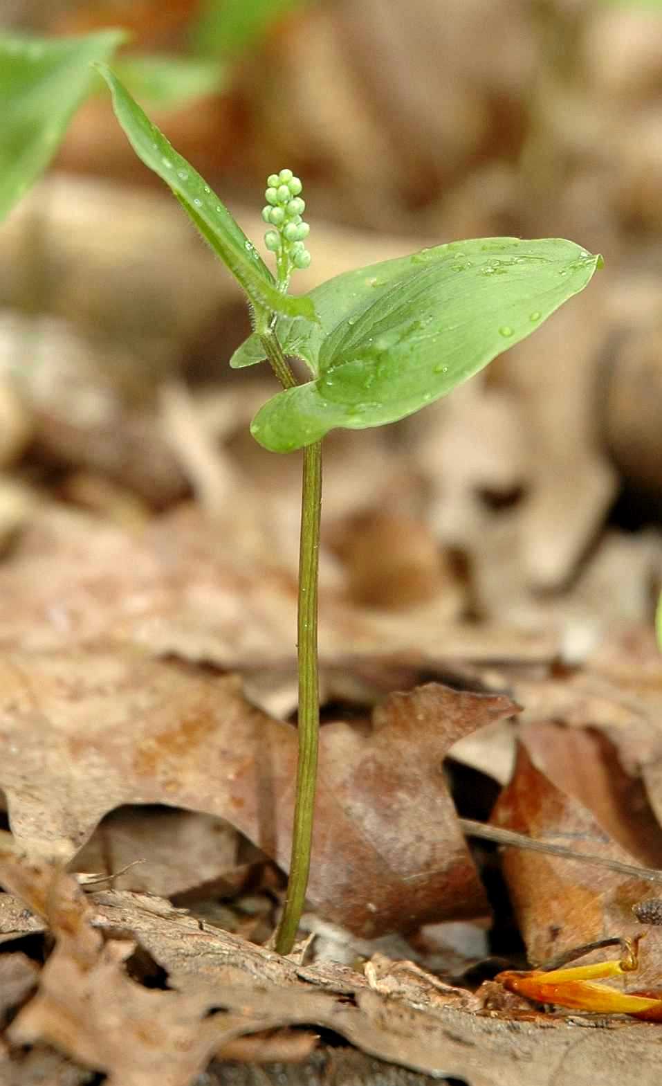 Asparagaceae Maianthemum bifolium