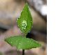 image of Maianthemum bifolium
