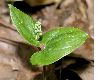 image of Maianthemum bifolium