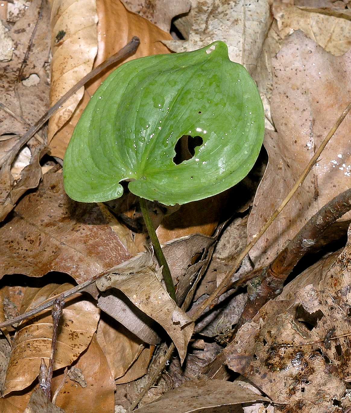 Asparagaceae Maianthemum bifolium