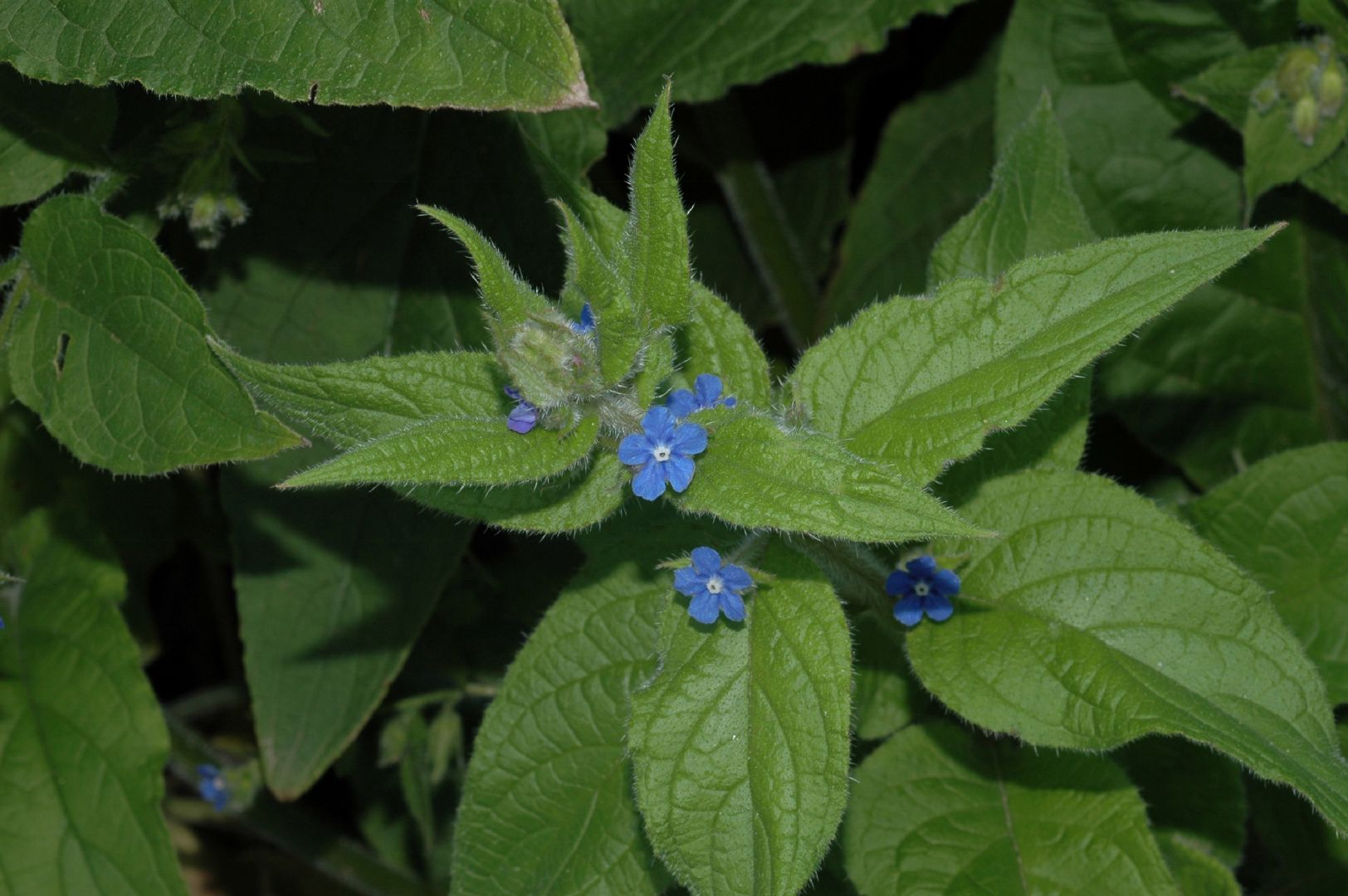 Boraginaceae Pentaglottis sempervirens