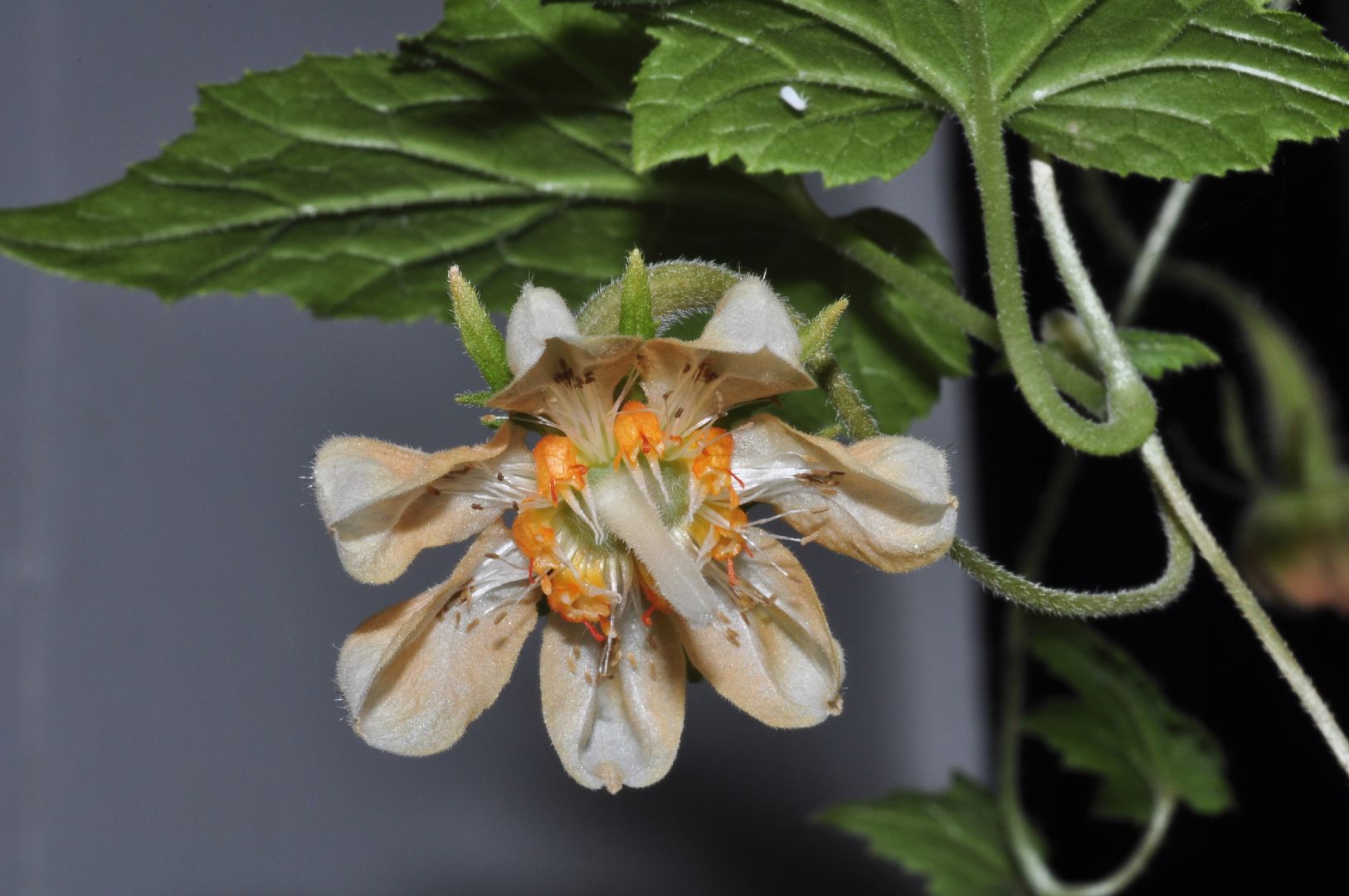 Loasaceae Cajophora laterita