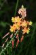 image of Bulbine frutescens