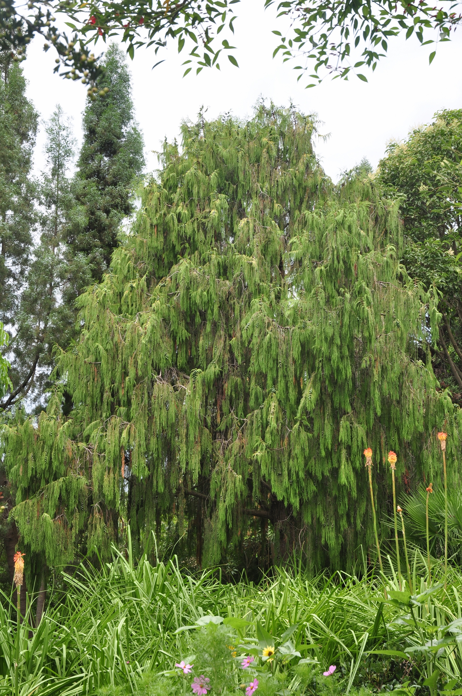 Cupressaceae Cupressus funebris