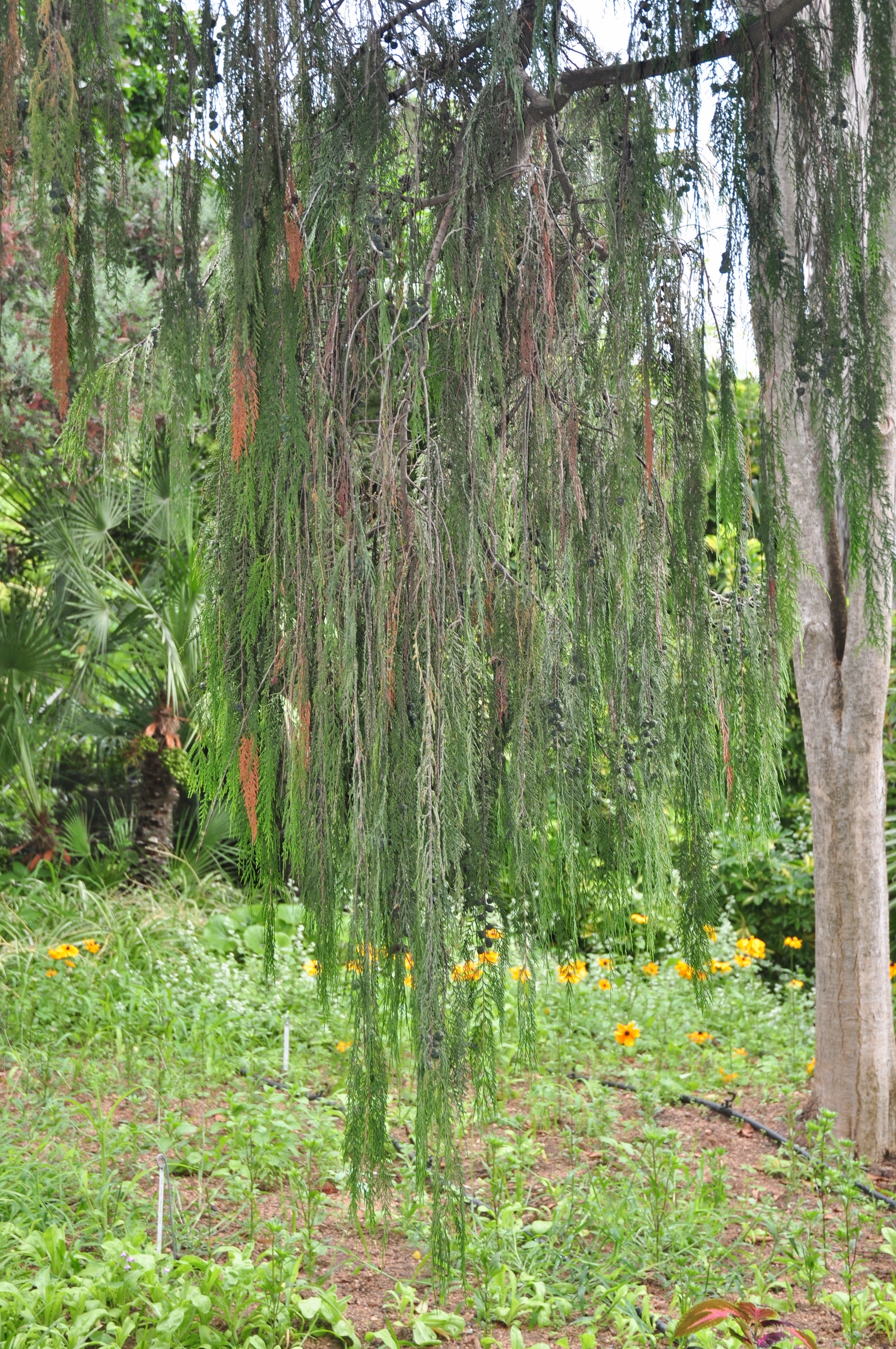 Cupressaceae Cupressus funebris