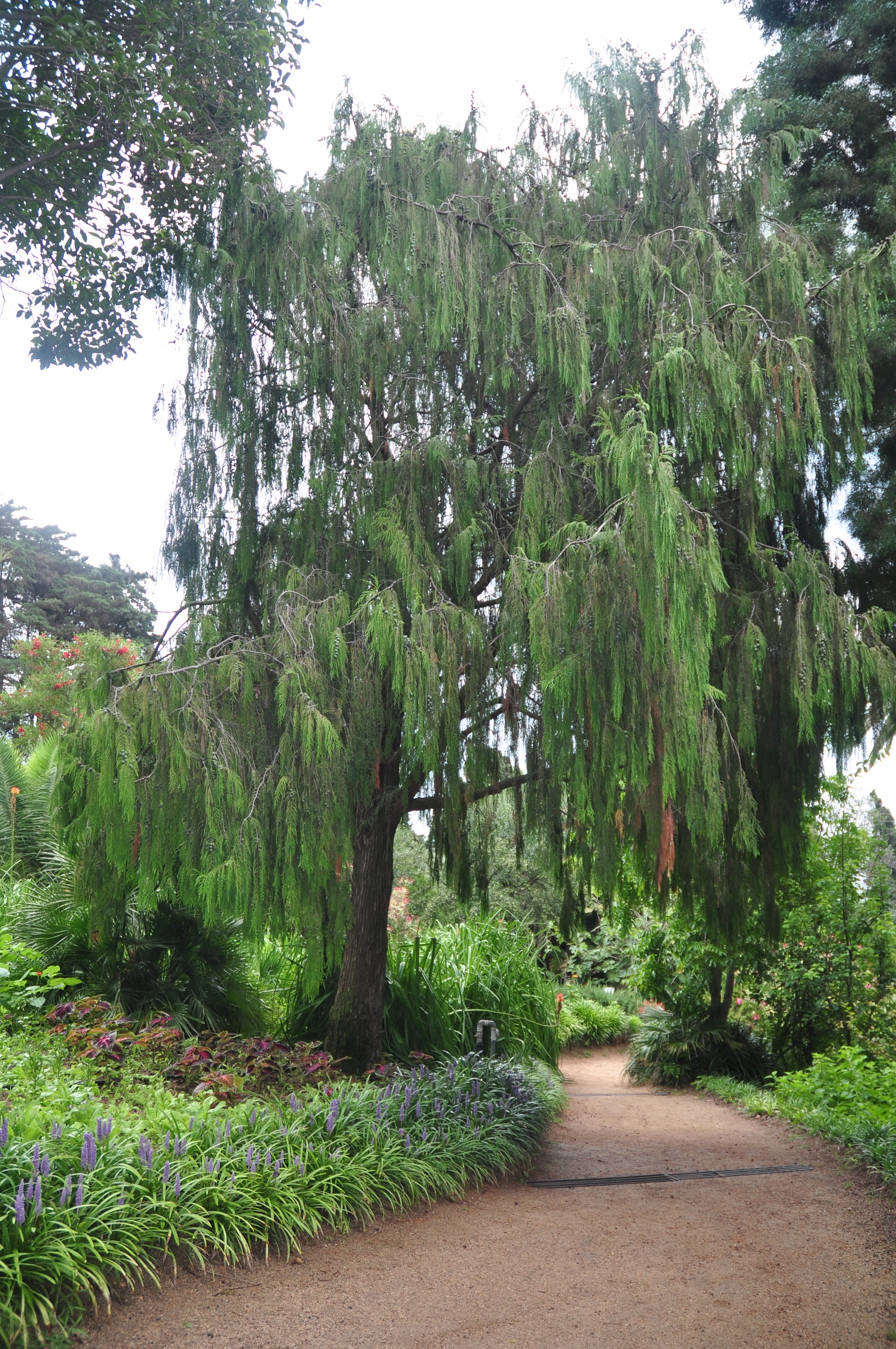 Cupressaceae Cupressus funebris