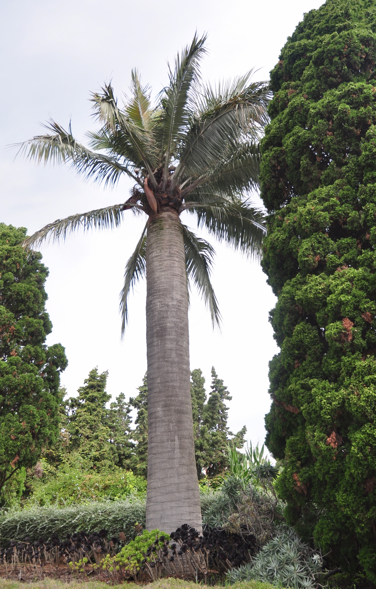 Arecaceae Jubaea chilensis