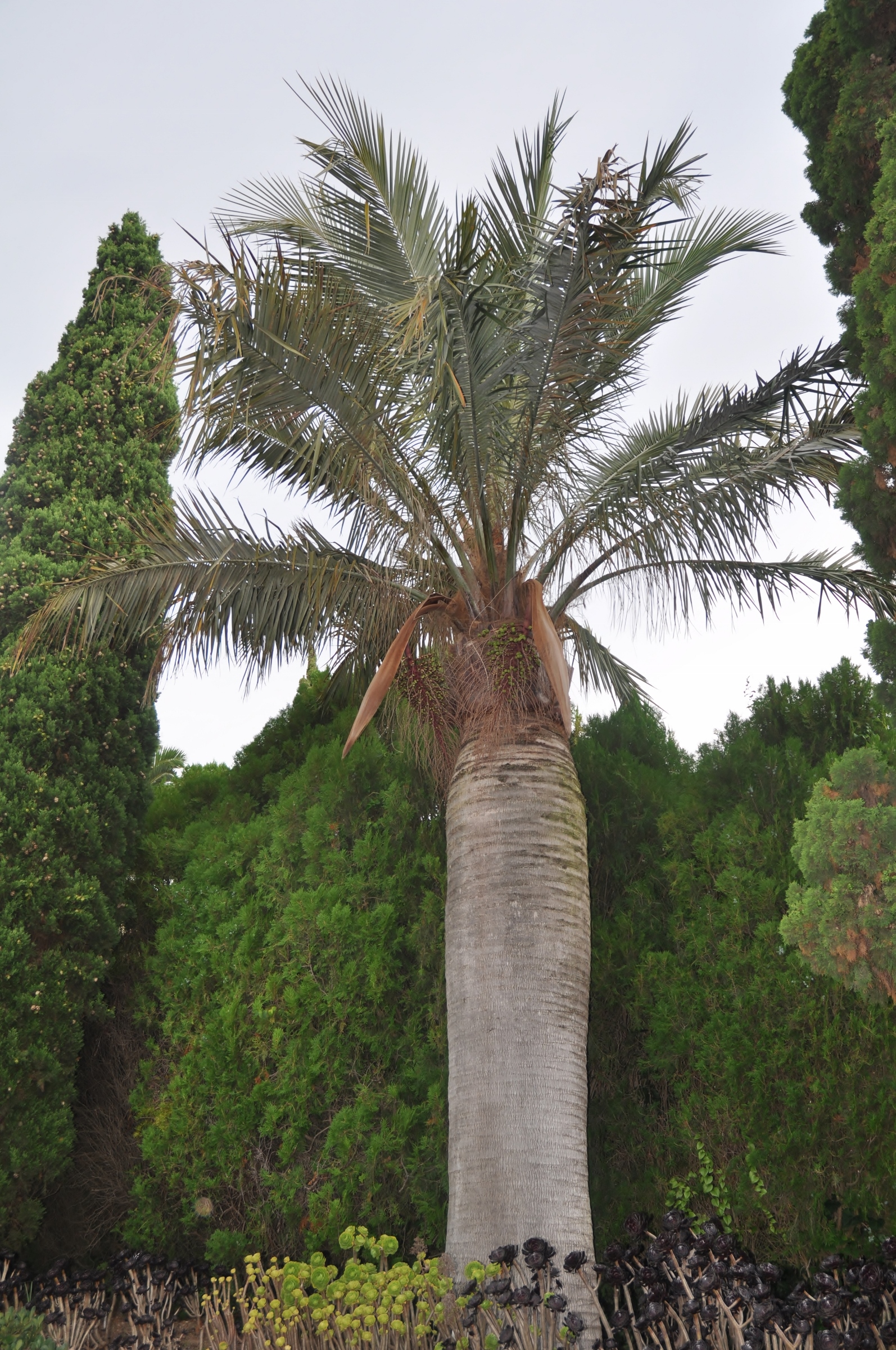 Arecaceae Jubaea chilensis