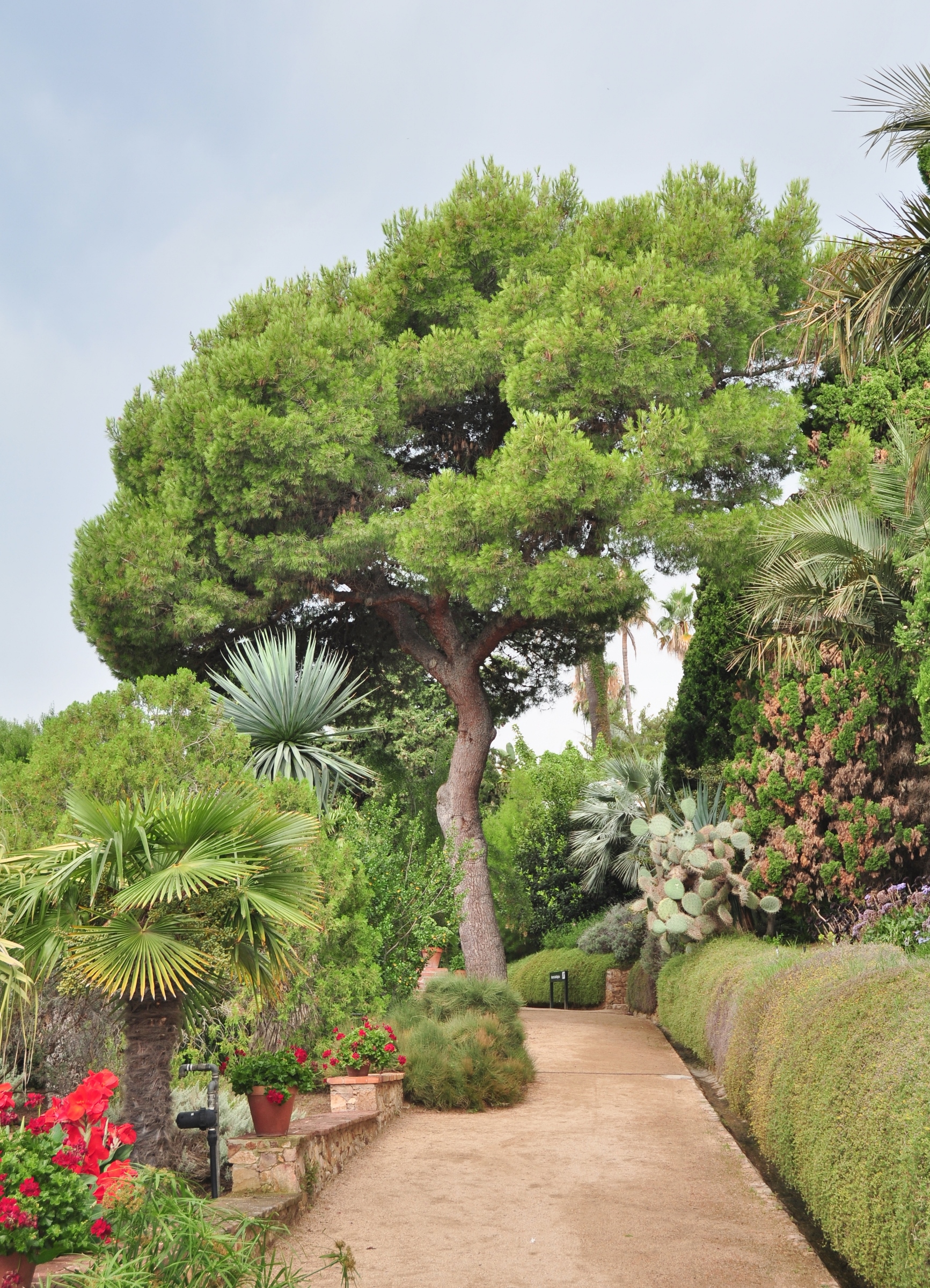 Pinaceae Pinus halepensis