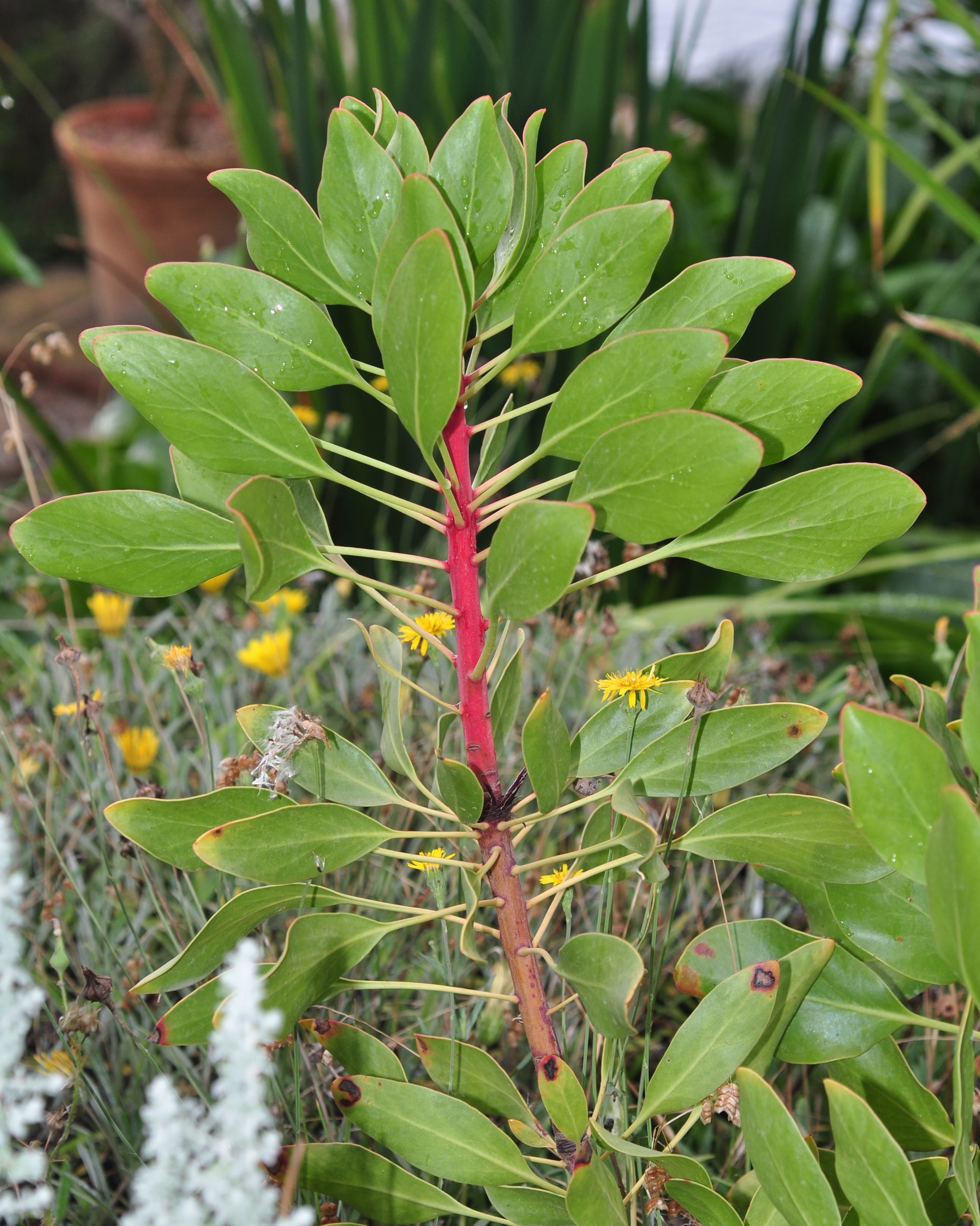 Proteaceae Protea cynara