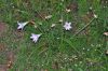 image of Zephyranthes rodea