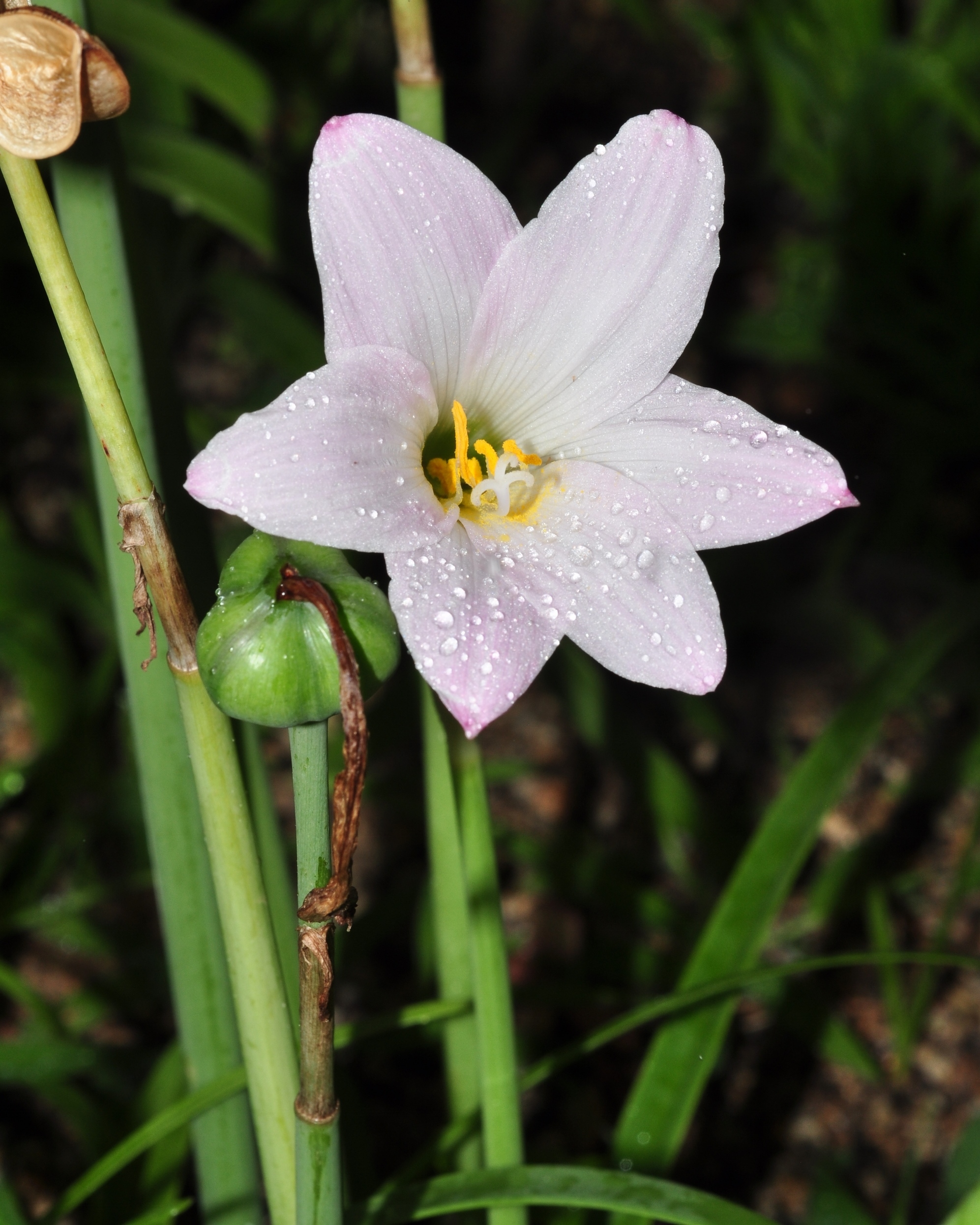 Amaryllidaceae Zephyranthes rodea
