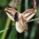 image of Zephyranthes rodea
