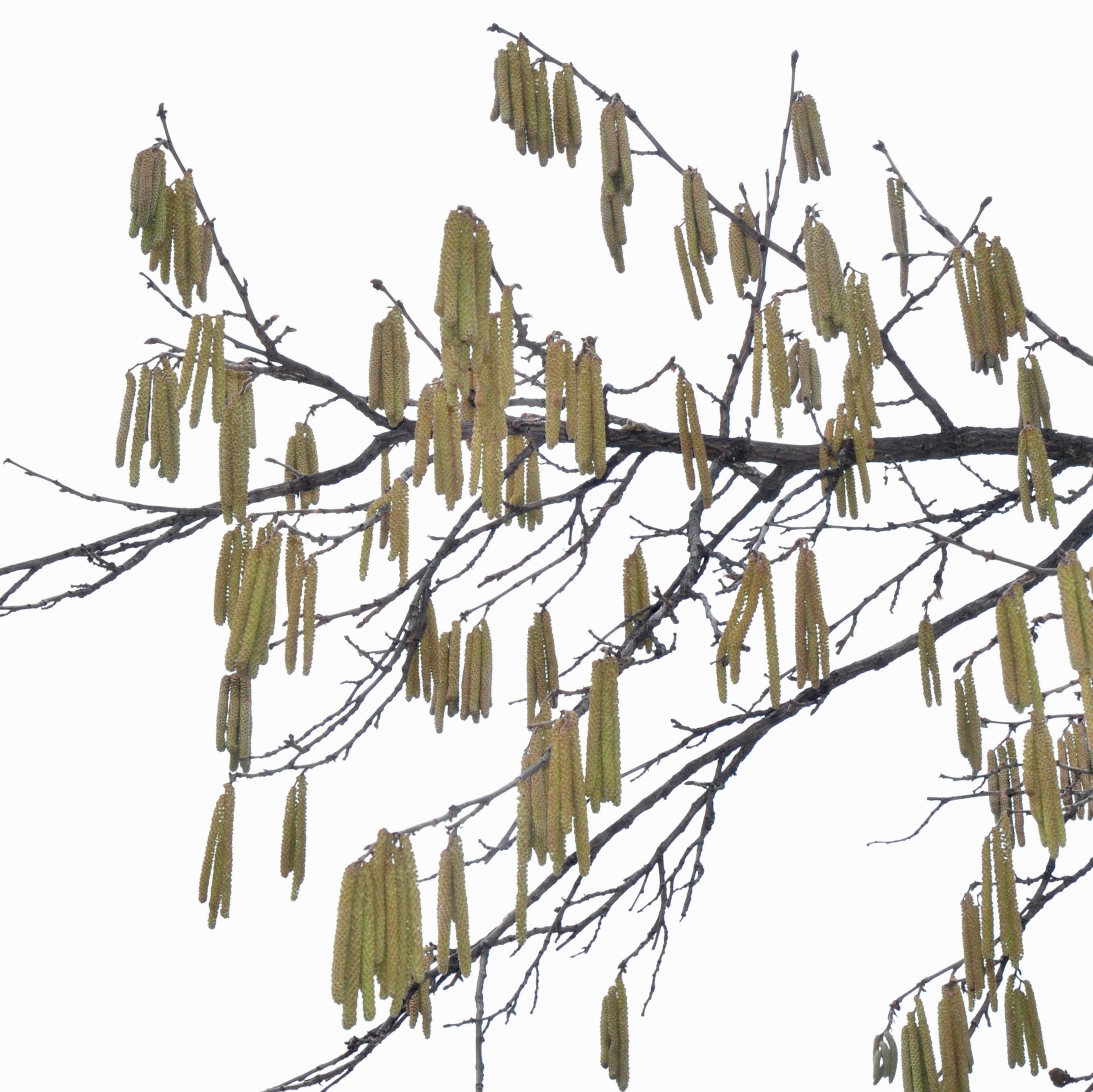 Betulaceae Corylus colurna